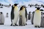 Императорските пингвини