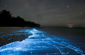 Плажовете на остров Ваадху на Малдивите са обект на множество онлайн коментари и за това има основателна причина