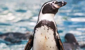 На 32 години почина най-възрастният хумболтов пингвин в света
