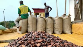 Цените на какаото са близо до 50-годишен връх