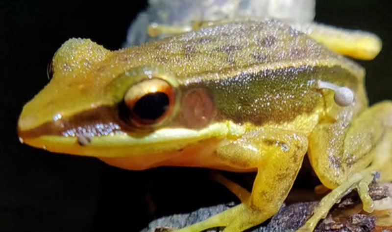Учените са направили озадачаващо откритие на жаба, от чийто крак