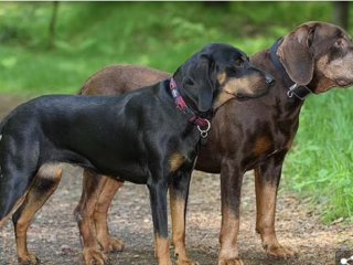 В Обединеното кралство живеят стотици различни породи кучета от дружелюбни