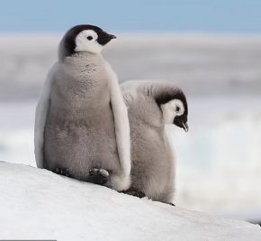 

Още по-лошото е, че декември е пикът на размножителния сезон за много антарктически животни.