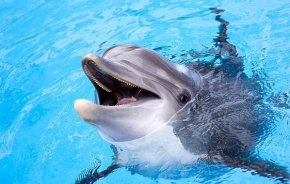 Делфин от Флорида