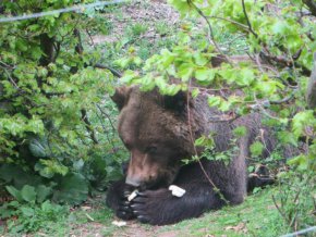Почина мечокът Чарли от Парка за танцуващи мечки в Белица.