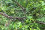 Не може да се преброят гъсениците на едно клонче по иглолистните дървета в Радомир