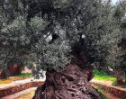 Най-старата маслина в света, Крит
