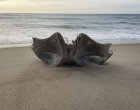 Гигантски череп от 40-тонно същество
