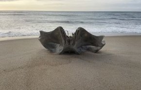 Гигантски череп от 40-тонно същество