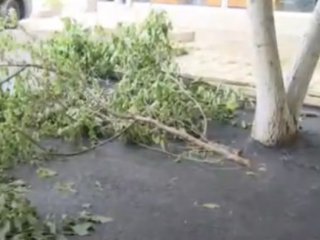 Кв. Мусагеница в София осъмна с асфалтирани дървета 