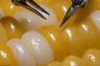 Роботът за микрохирургия на Sony оперира царевично зърно 