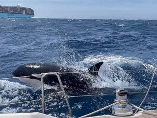 От 2020 г насам китовете убийци причиняват хаос на лодкарите