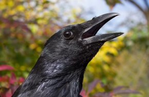 

Изследователи от университета в Тюбинген, Германия, обучават три врани да издават между един и четири гласа в отговор на визуални и слухови сигнали.
