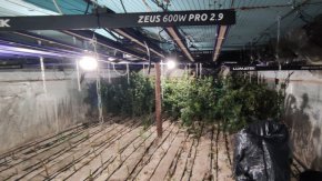 Варненските полицаи откриха високотехнологична оранжерия за отглеждане на марихуана при специализирана операция в авренското село Садова