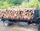 Агенцията по горите прекрати дейността на две сечища