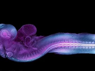 Учените са заснели първия случай на формиране на ембрион в