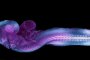 Вижте първо по рода си невероятно видео на формирането на ембрион