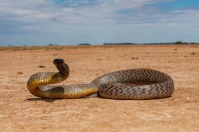 Индия е дом на близо 300 вида змии - повече от 60 от които са силно отровни - включително индийската кобра, усойницата на Ръсел, обикновения крайт и Ефи, вид усойница.