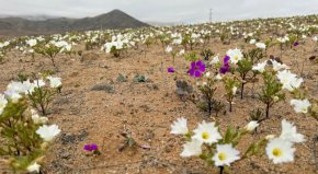 

През 2022 г. чилийското правителство обяви създаването на нов национален парк в пустинята Атакама в опит да защити тези редки цветя заедно с дивата природа - включително насекоми, влечуги и птици - която те подпомагат. 