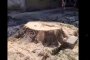 Кметът на район Сердика от ППДБСС отряза 50-годишни дървета