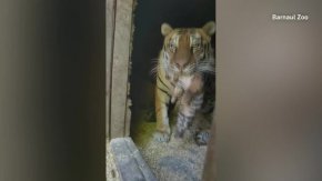 8 редки тигърчета се родиха в Сибирската зоологическа градина 