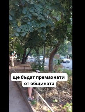 Ремонтът на Опълченска е поредният гаф на Терзиев, секат дърветата, хората недоволстват