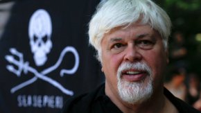 Пол Уотсън, съосновател на „Грийнпийс“ и участник в кампанията против китолова беше арестуван по международна заповед, издадена от Япония