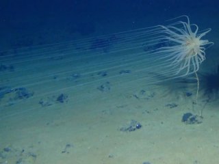 Учените откриха „тъмен“ кислород, който се произвежда на повече от 3 962 km под повърхността на океана