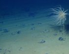 Учените откриха „тъмен“ кислород, който се произвежда на повече от 3 962 km под повърхността на океана