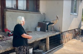 92-годишната баба Мария спаси щъркелче след бурята в Казанлък