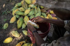 №2 производител на какаови зърна в света ще добие само половината от обичайното годишно количество 