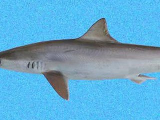 Разярените акули надрусани с кокаин може и да са чудесна