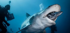 Вижте магията на водния свят - и величието на акулите