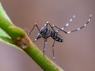 Потвърден е четвърти случай на западнонилска треска в България Той