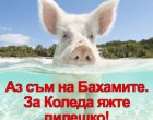 Аз съм на Бахамите, за Коледа яжте пилешко: Гошо