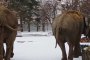   Слониците Фрося и Луиза на кратка разходка в Sofia Zoo