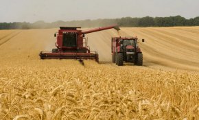Пролетните култури пшеница и ечемик в област Добрич са в много добро състояние