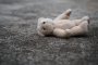 В плюшените играчки има ДВА ПЪТИ повече микроби, отколкото в средната тоалетна чиния: Учените