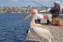 Пеликанът Стойчо е със счупен крак