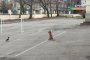   Лисица в центъра на София: ФОТО НА ДЕНЯ