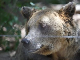 Поставят фотокапани в района на убития от мечка, постоянно присъствие на полиция 