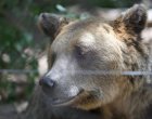 Поставят фотокапани в района на убития от мечка, постоянно присъствие на полиция 