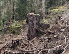 Сигнал за масова сеч на стари гори край Триград