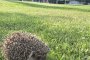   Таралеж в кампуса на НСА - парк №1 на София: ФОТО НА ДЕНЯ  