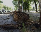 Огромно изгнило дърво се разцепи и падна близо до Софийския университет