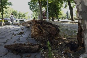 Огромно изгнило дърво се разцепи и падна близо до Софийския университет