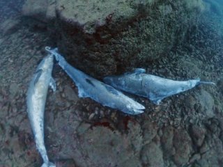 Гробище за делфини при Приморско
