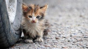 Мъж застреля котка на метри от малко дете и майка му в Айтос 