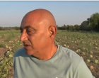 Родно производство дини гние необрано по нивите