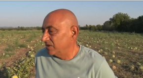 Родно производство дини гние необрано по нивите